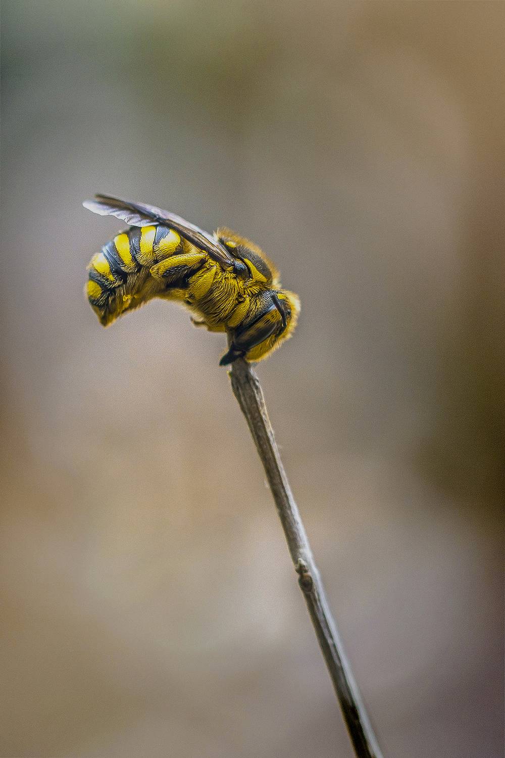 insect, close up, arthropod, bee, bokeh, nature, springtime, Andr&eacute;s Emilio