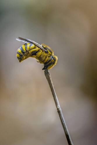 Anthidium