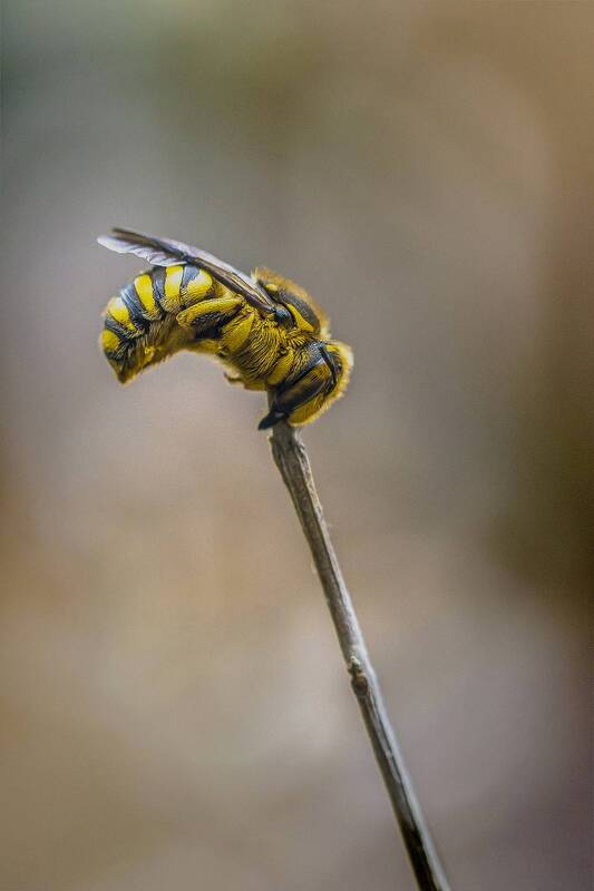 Anthidium фото превью