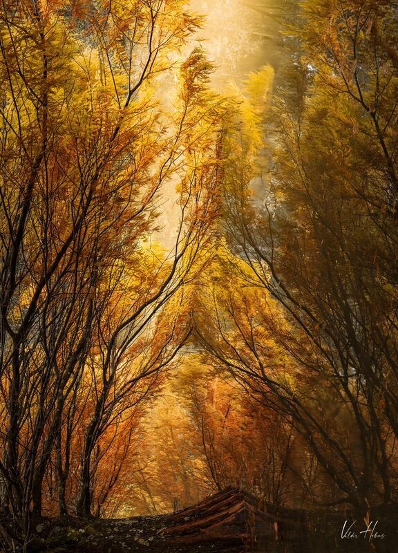 Gold forest фото превью
