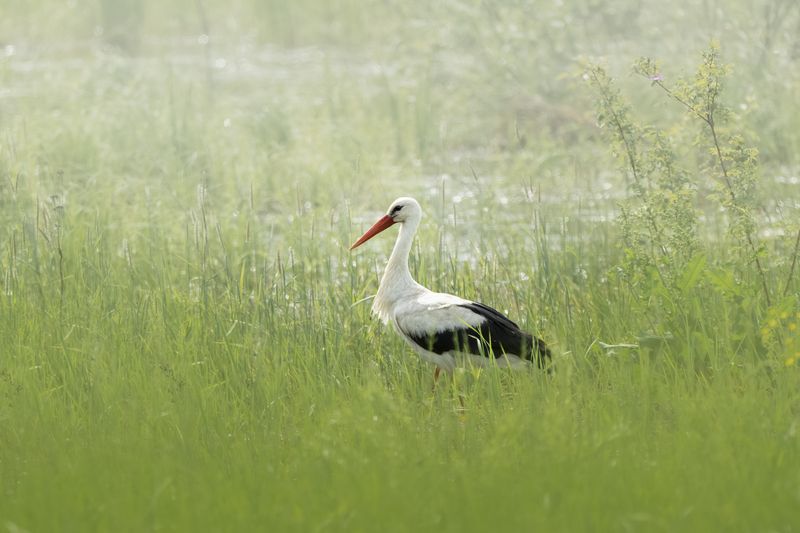 Белый аист (Ciconia ciconia) фото превью
