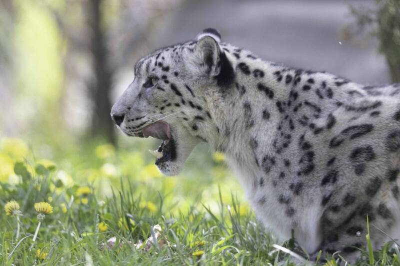Snow leopard фото превью