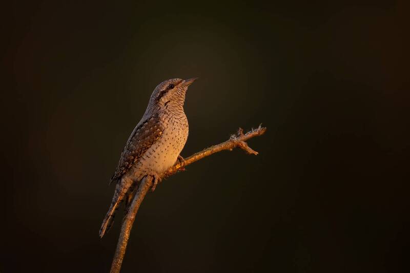 eurasian wryneck, wryneck, bird, wildlife, nature, sunset, golden light, evening light, perched, songbird, wildlife photography, bird photography, natural light, moody, wild bird Last Light фото превью