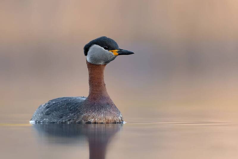 red-necked grebe, grebe, waterbird, bird, wildlife, nature, reflection, calm water, wetland, bird photography, wildlife photography, lake, soft light, wild bird, ornithology, peaceful Mirror of Silence фото превью