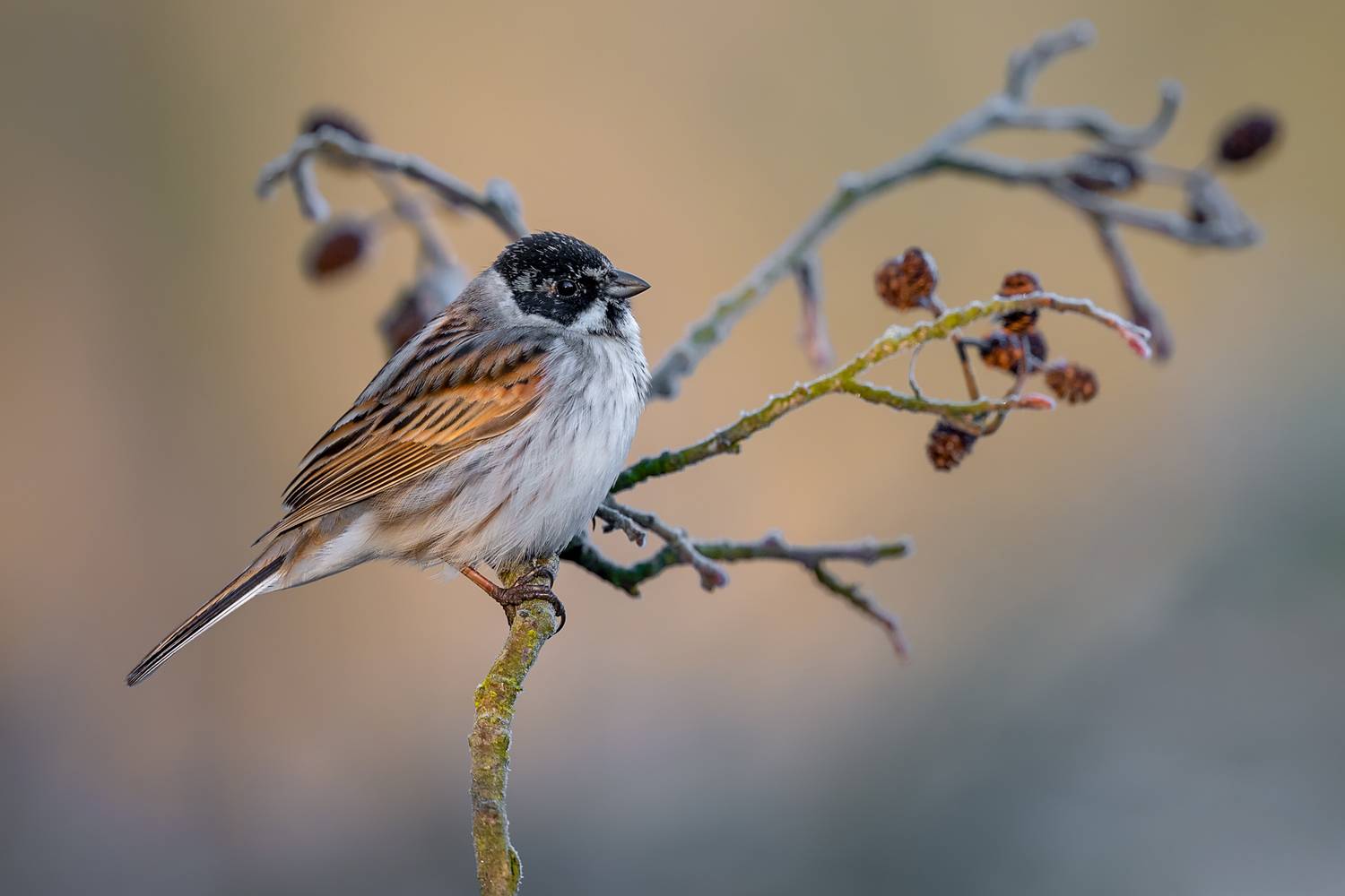 reed bunting, bunting, songbird, bird, wildlife, nature, winter, perched, branch, frost, wildlife photography, bird photography, soft light, wild bird, natural light, ornithology, Kwasek Damian