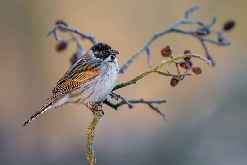reed bunting, bunting, songbird, bird, wildlife, nature, winter, perched, branch, frost, wildlife photography, bird photography, soft light, wild bird, natural light, ornithology Winter Silence фото превью
