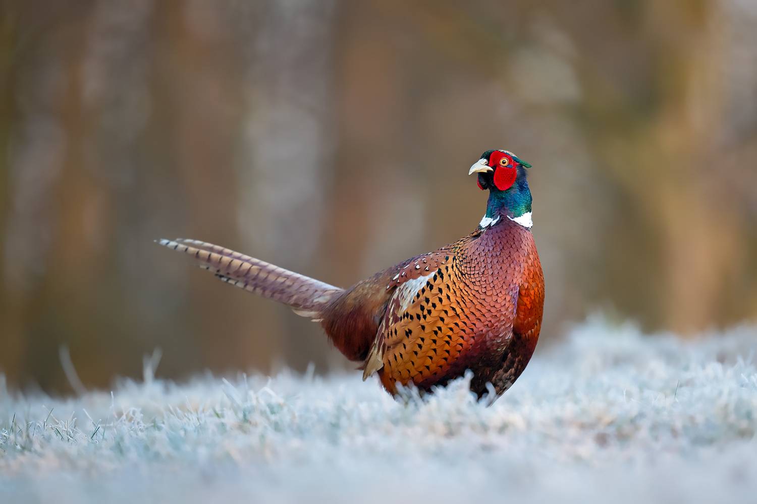 pheasant, common pheasant, bird, wildlife, nature, winter, frost, colorful bird, wild bird, wildlife photography, bird photography, forest, natural light, game bird, ornithology, morning light, Kwasek Damian