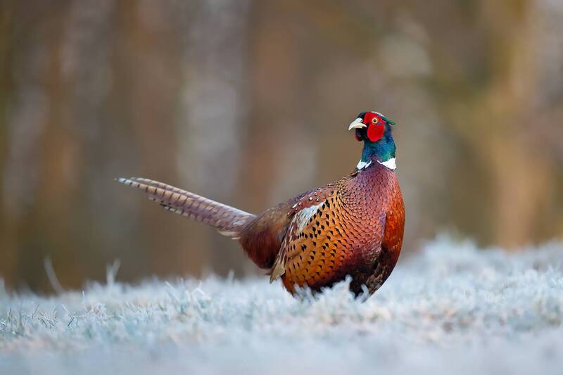 pheasant, common pheasant, bird, wildlife, nature, winter, frost, colorful bird, wild bird, wildlife photography, bird photography, forest, natural light, game bird, ornithology, morning light Winter King фото превью