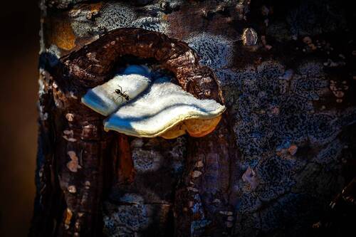 Разведчик