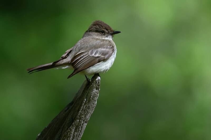 Eastern phoebe фото превью
