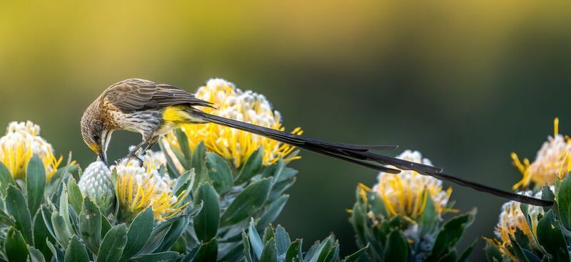 Birds фото превью