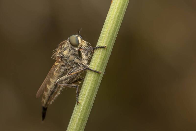insects, macro, nature, fly  фото превью