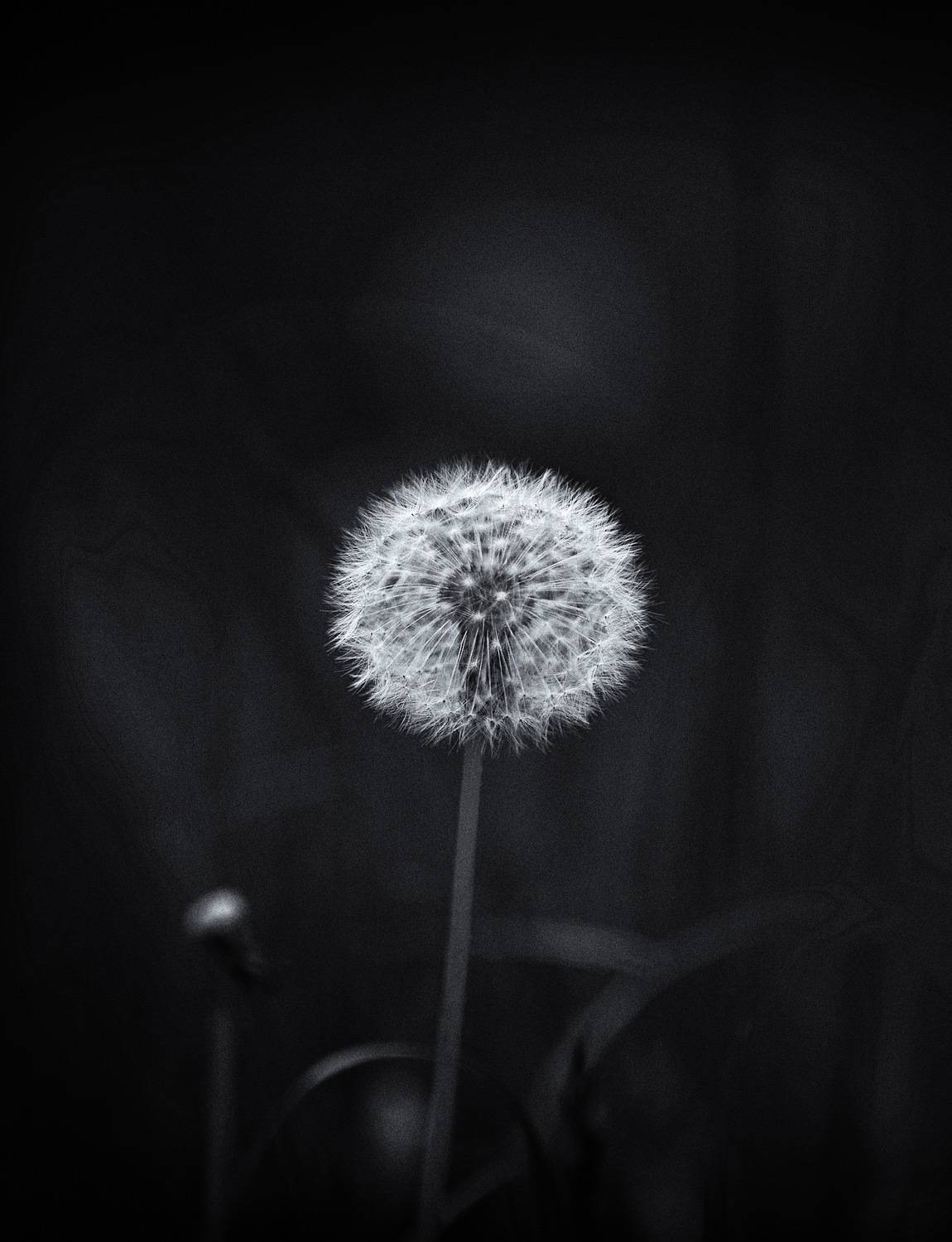 чб фото, b&w, Vera Trandina