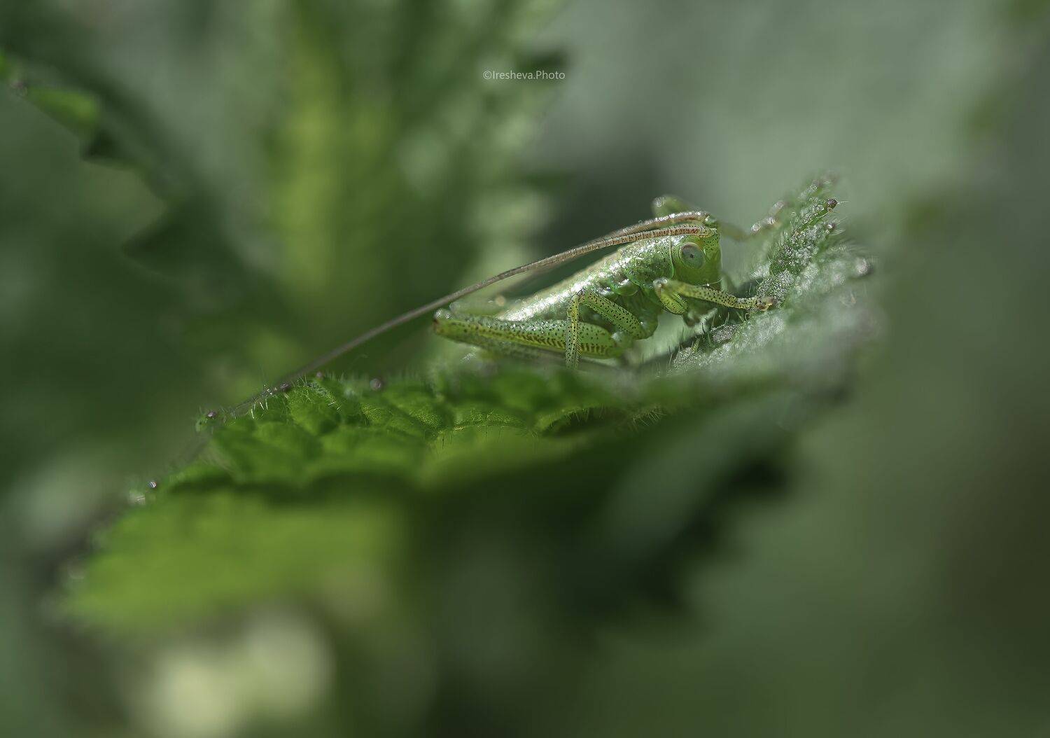 Кузнечик, Ирешева Мария