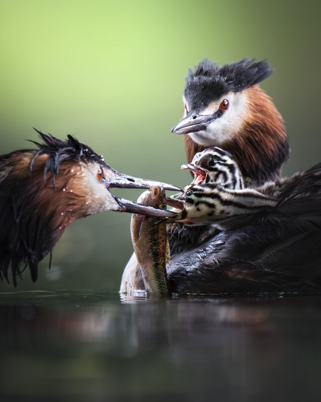 Большая поганка (Podiceps cristatus) 
