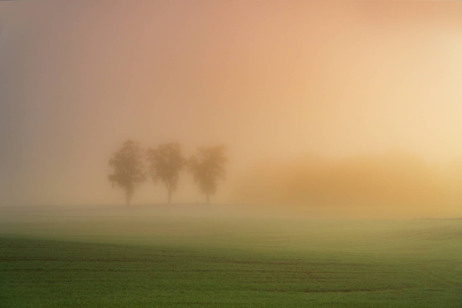 Tree\'s. Автор: Lukasz Zugaj drzewa, wioska, jesień, wschód słońca, polska, landscape, Lukasz Zugaj