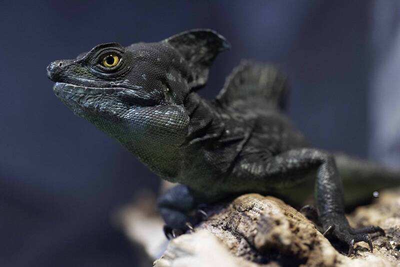 Green crested basilisk фото превью