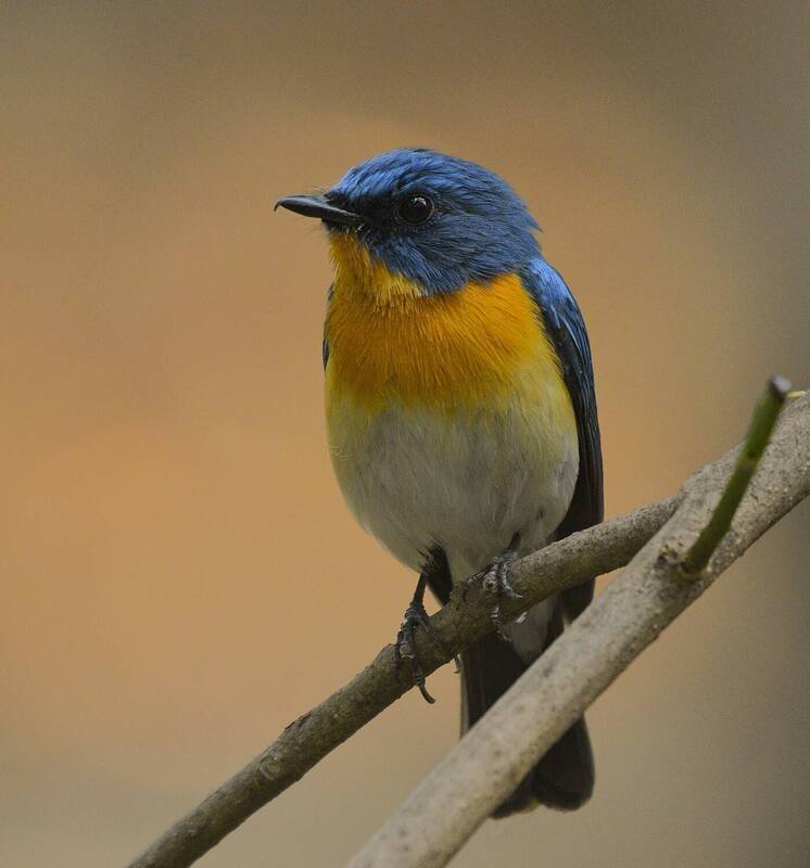 Blue flycatcher фото превью