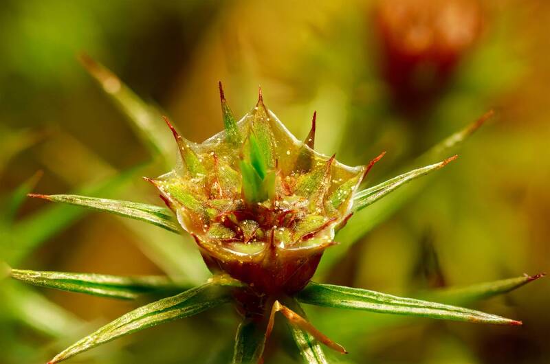 Polytrichum juniperinum фото превью