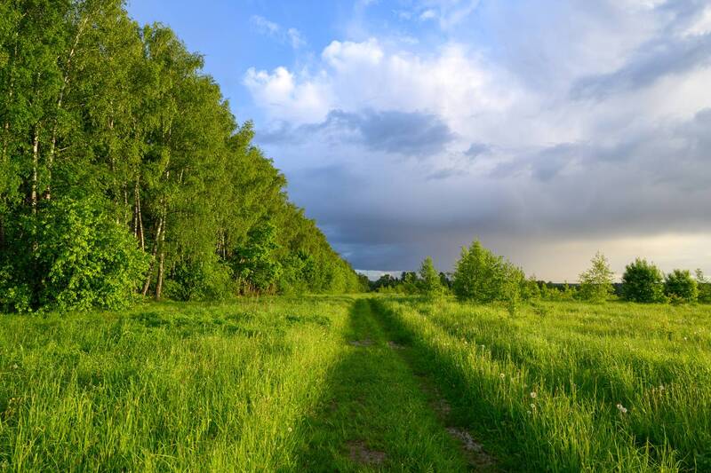sunlight, evening, morning, forest, field, plants, meadow, day, landscape, sky, clouds, spring, summer, season, tree, grass *** фото превью