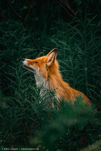 Лис | Red fox