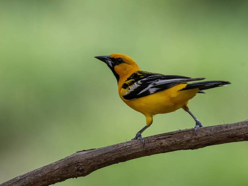 Streak-backed Oriole фото превью