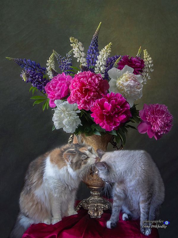 животные, кошки, питомцы, натюрморт, букеты, лето, цветы Мои вездесущие котомодели фото превью