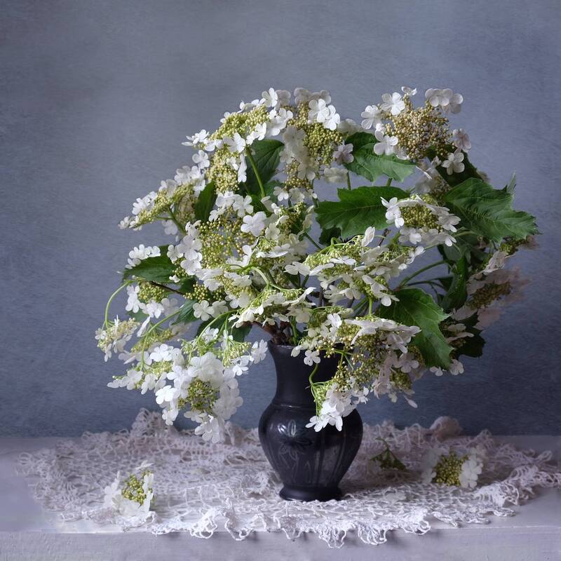Калина фото превью