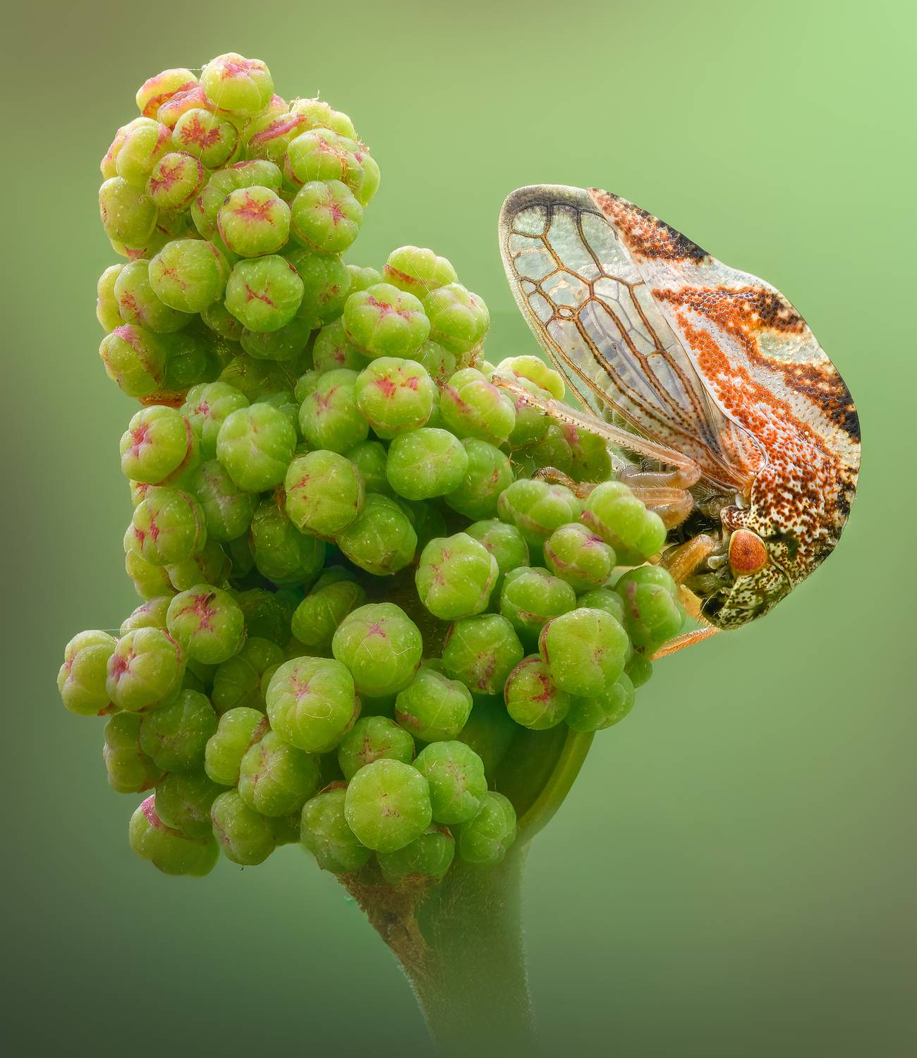 insect, leafhopper, hopper, macro, Atul Saluja