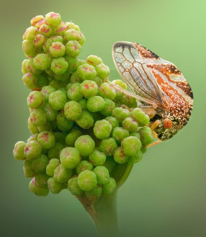 insect, leafhopper, hopper, macro The keeper of vines фото превью