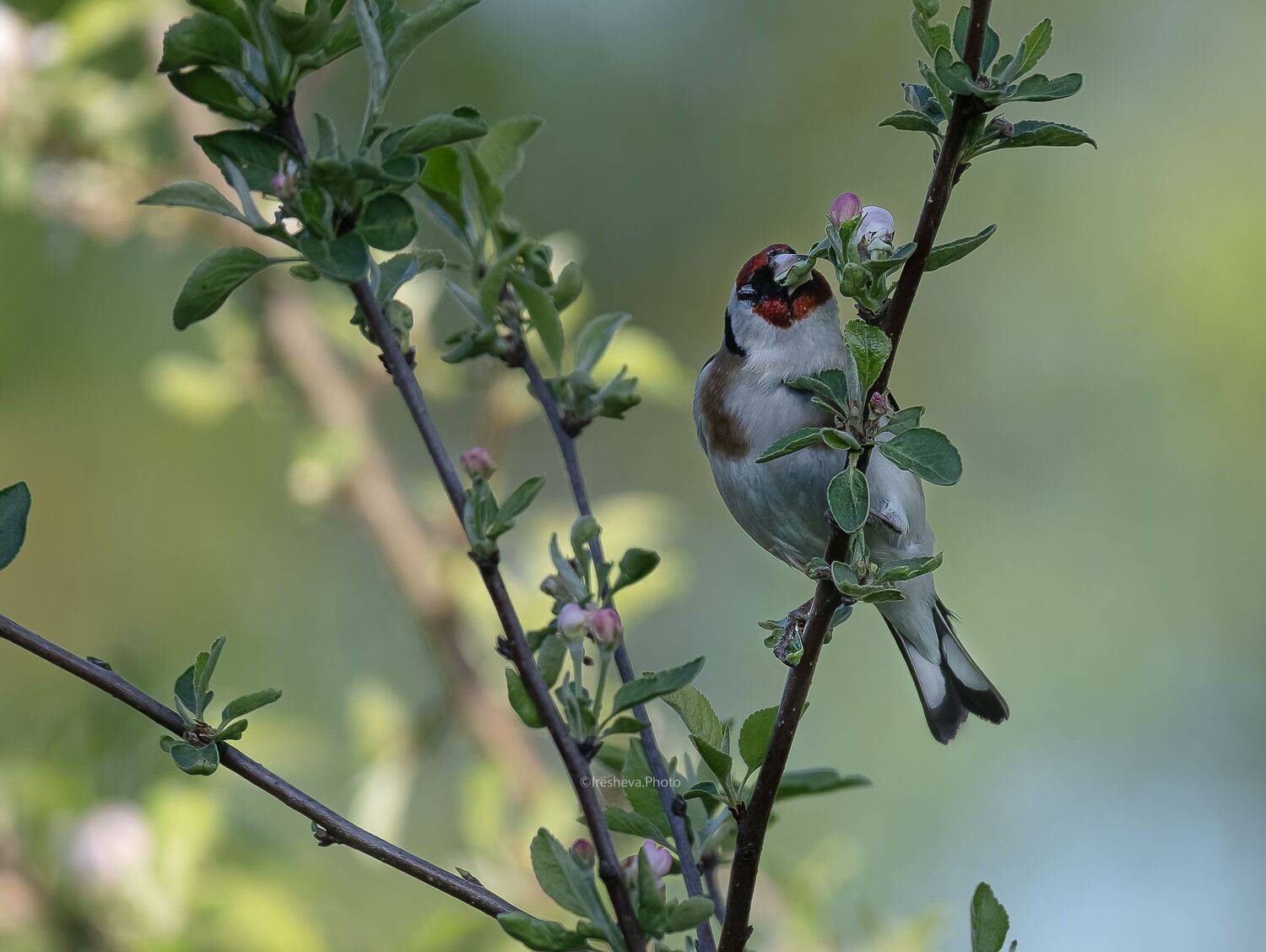Черноголовый щегол, Щегол, bird, Ирешева Мария