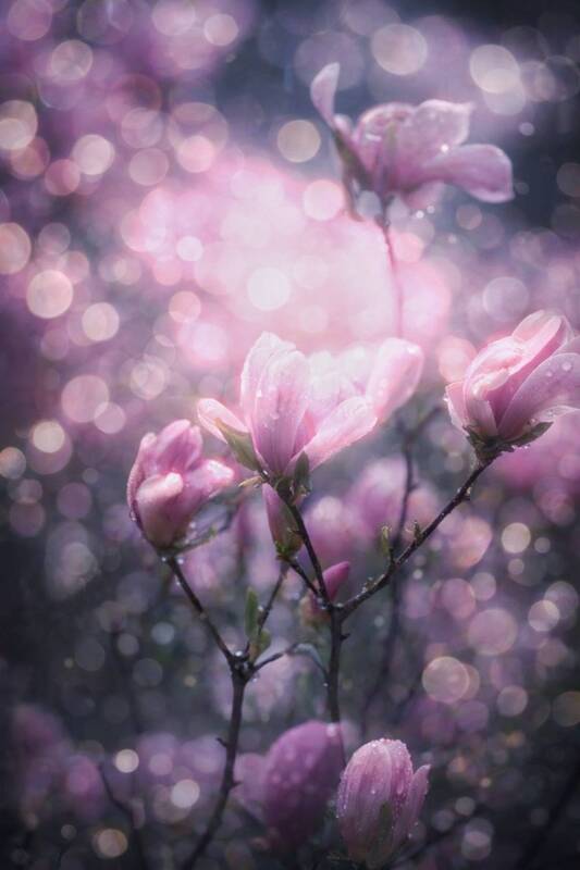макро, macro, магнолии, весна, spring Магнолии фото превью
