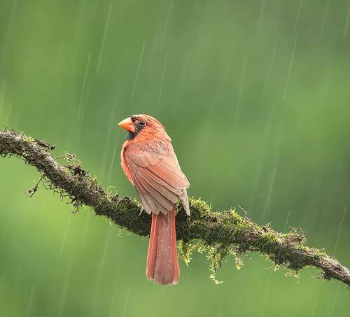 Красный кардинал - Northern Cardinal in rain