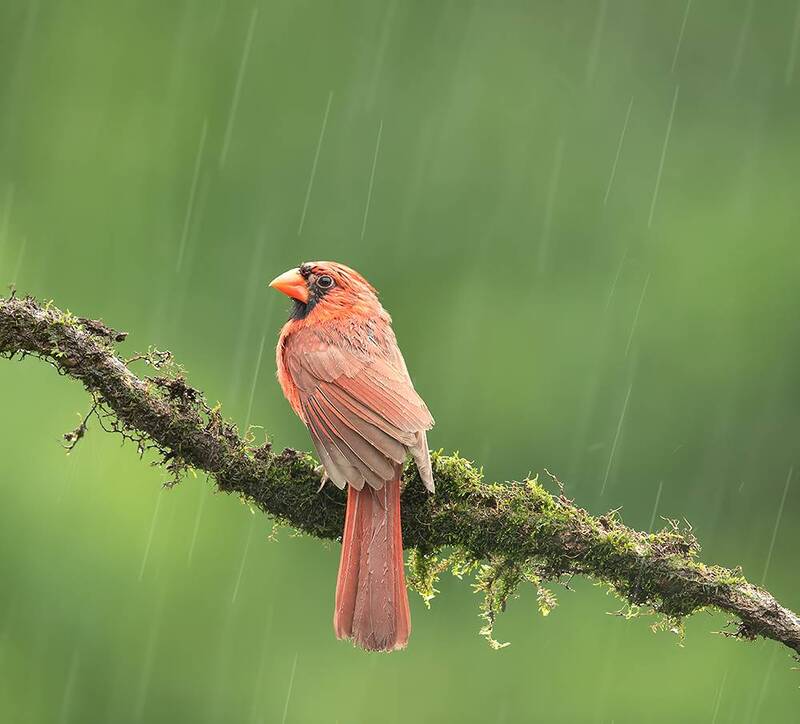 красный кардинал, кардинал, птицы, дождь, birds, wild, rain, northern cardinal, cardinal Красный кардинал - Northern Cardinal in rain фото превью