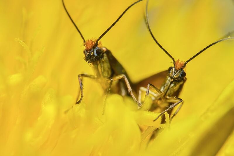 Mating butterflies ( micropterix calthella ) inside a dandelion flower фото превью