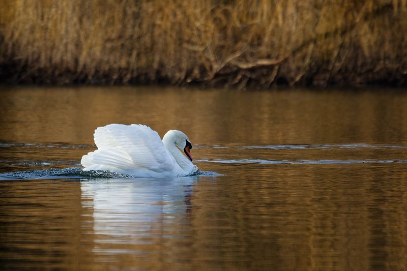 лебедь, питца, swan В ожидании весны фото превью
