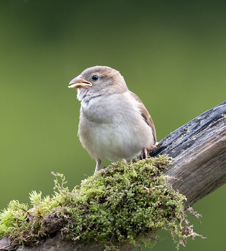 sparrow, воробей, juvenile, слеток, птицы, birds, wild, Etkind Elizabeth