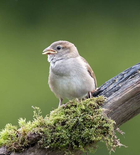 Sparrow  - Воробей слеток