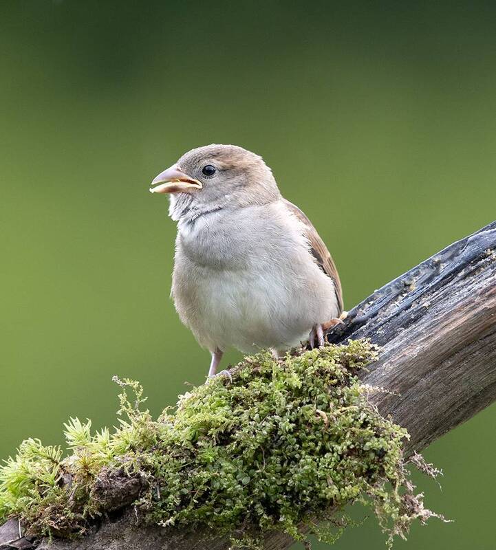 sparrow, воробей, слеток, птицы, birds, wild Sparrow  - Воробей слеток фото превью
