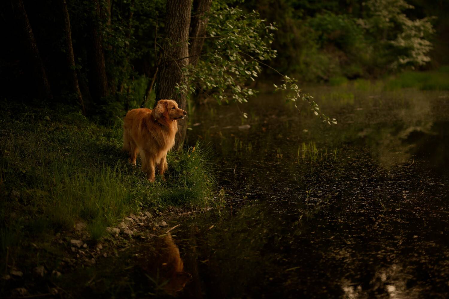 dog, собака, вода, лес, зеленый, Maja Esch