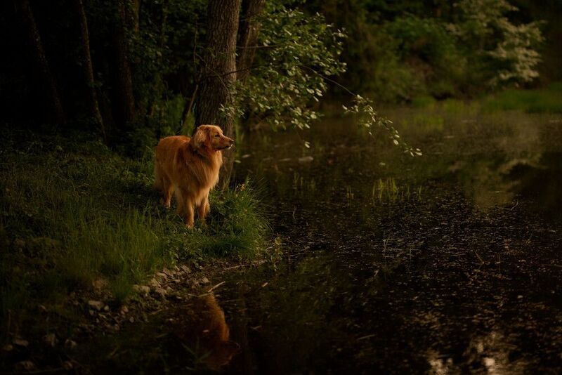 dog, собака, вода, лес, зеленый  фото превью