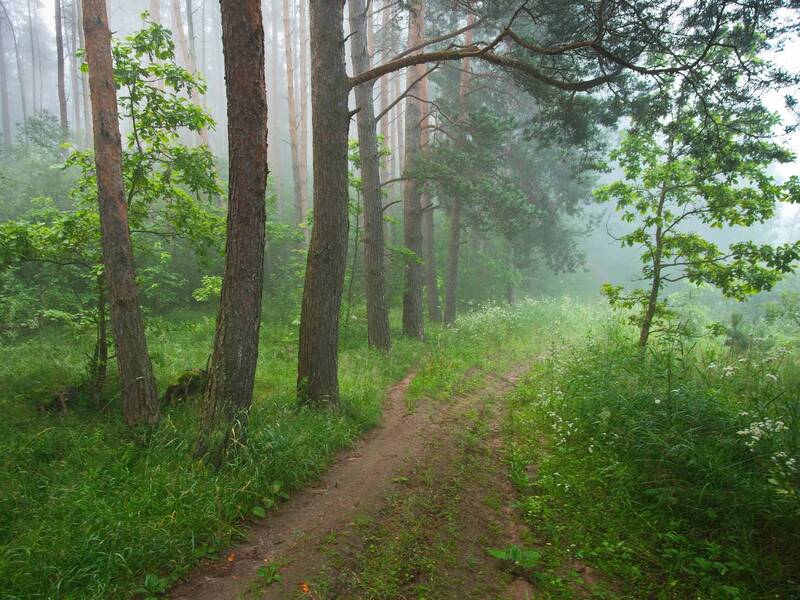 витебск, лучеса, лес, утро, беларусь Нежность утра фото превью