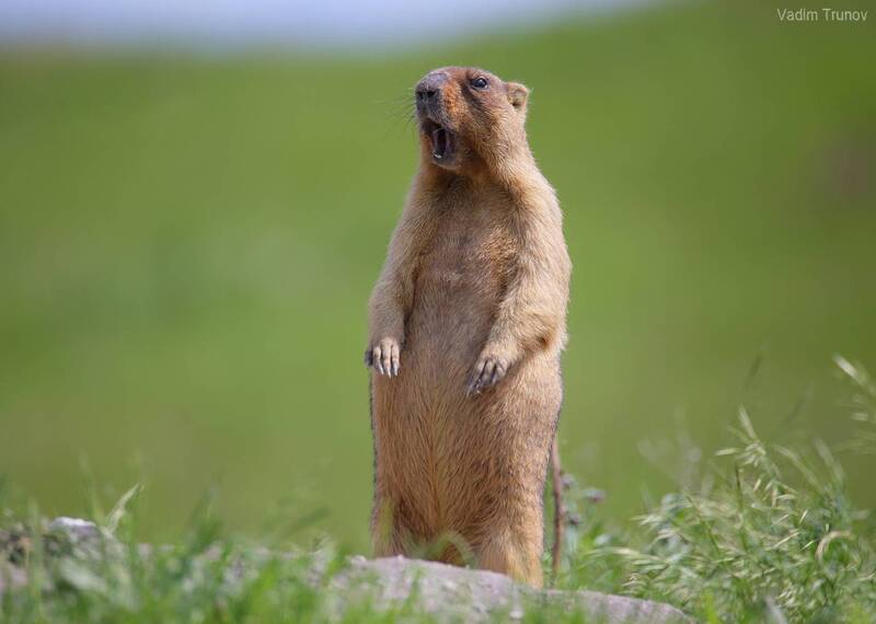 сурок, байбак, marmot Начальник фото превью