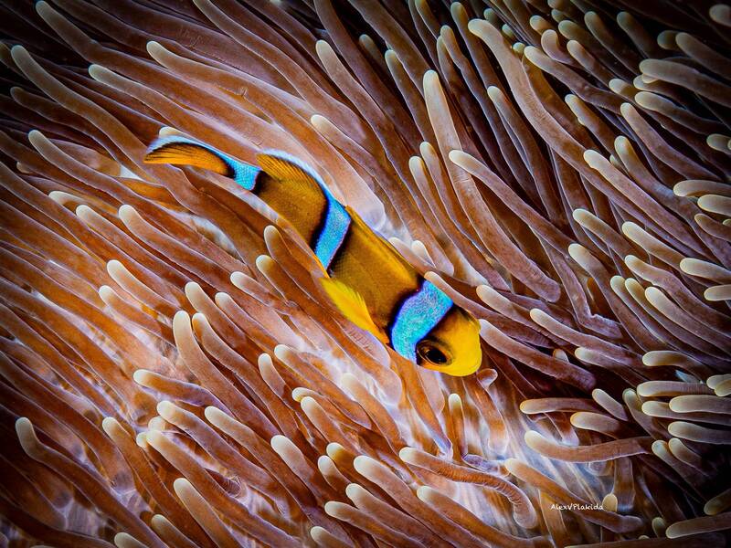 surfing, the, anemone.  фото превью