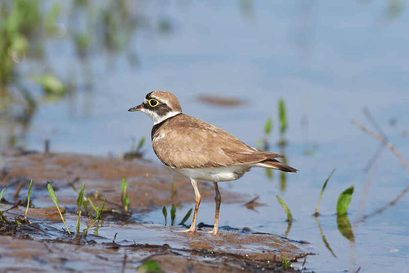 Charadrius dubius, малый зуек  Charadrius dubius фото превью