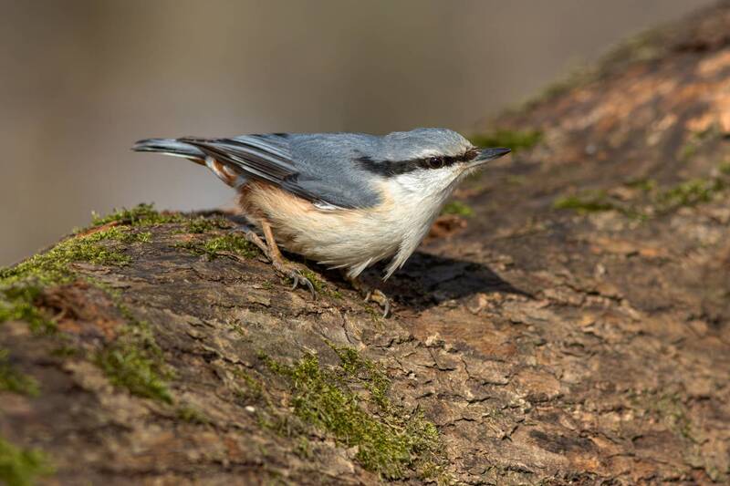 обыкновенный поползень, поползень, sitta europaea, eurasian nuthatch, nuthatch, птицы калининградской области Растрёпа фото превью