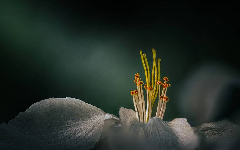 Awe фото превью