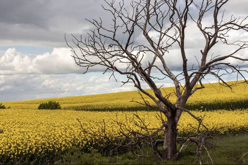 Rapeseed field фото превью