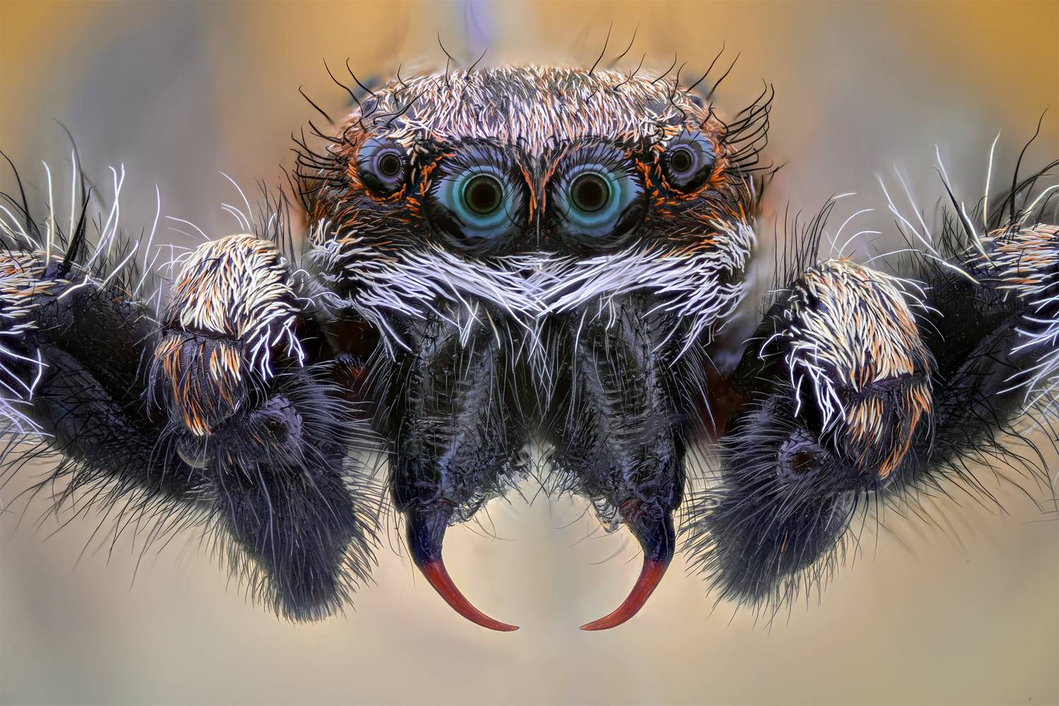 macro, ceclii, Tsvetan Ganev