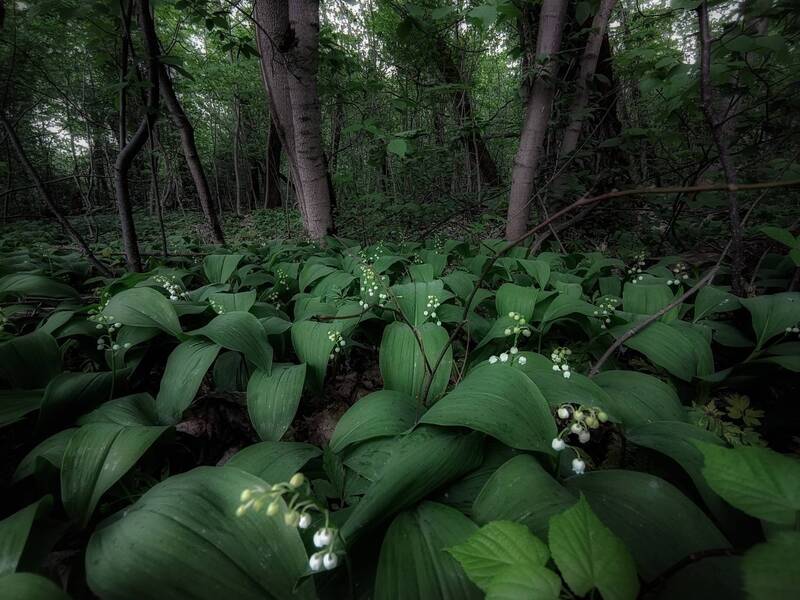 фото превью